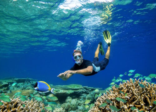 Schildkröten-Ausflug Abu Dabbab – Schnorcheltour mit Schwimmen mit Schildkröten und Seekuh