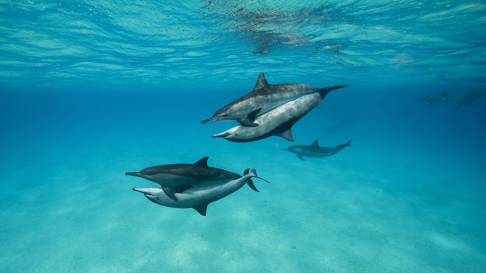 Delfin-Ausflüge Hurghada – Familienabenteuer im Roten Meer