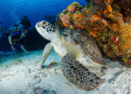 Top-Ausflüge ab Hurghada – Wüste, Meer und Kultur