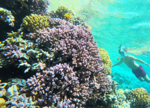 Schnorcheln im Roten Meer: Die besten Spots für Anfänger und Fortgeschrittene